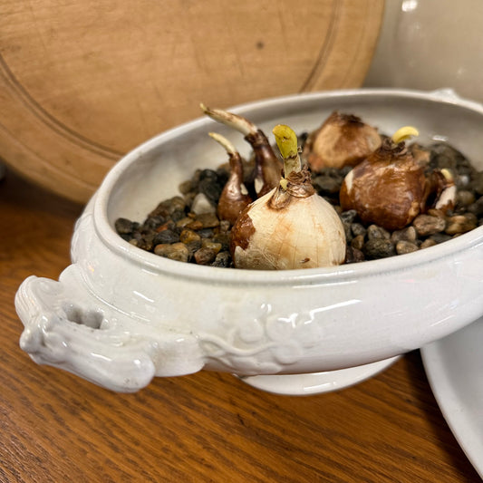 Oval Ironstone Covered Dish with Paperwhites