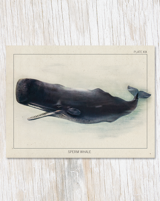 Sperm Whale Specimen Card